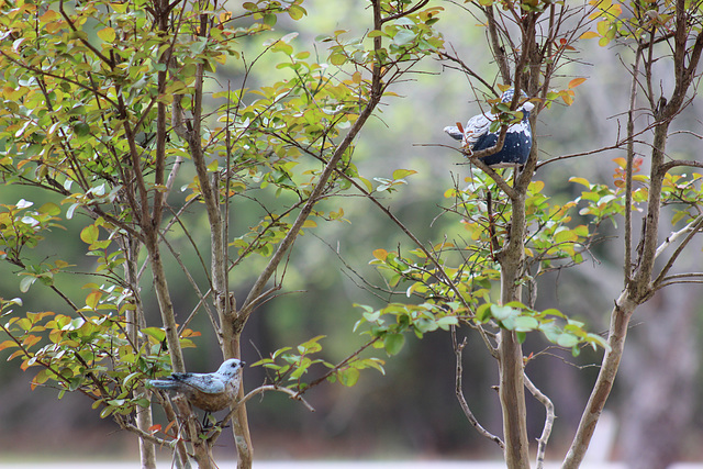 Two little "fake" birds ..they cause curiosity in our visiting birds:)  fun to watch:)