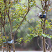 Two little "fake" birds ..they cause curiosity in our visiting birds:)  fun to watch:)