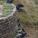 Jackdaw roost