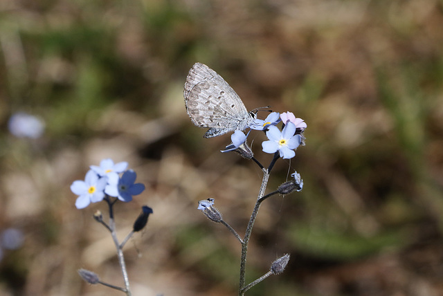 Spring Azure