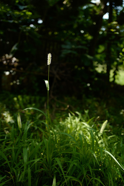 herbe au soleil