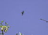 Red Tailed Kite