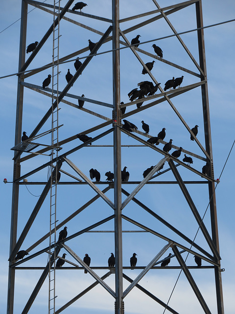 Black vultures on power mast