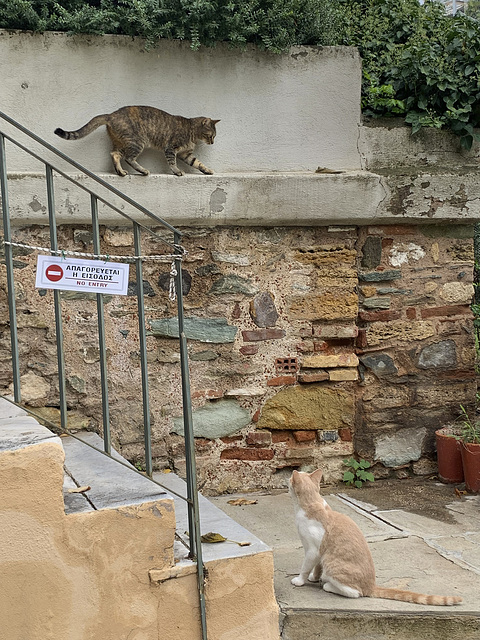 Cats of Thessaloniki 1