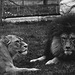 Tiergarten Straubing, Film