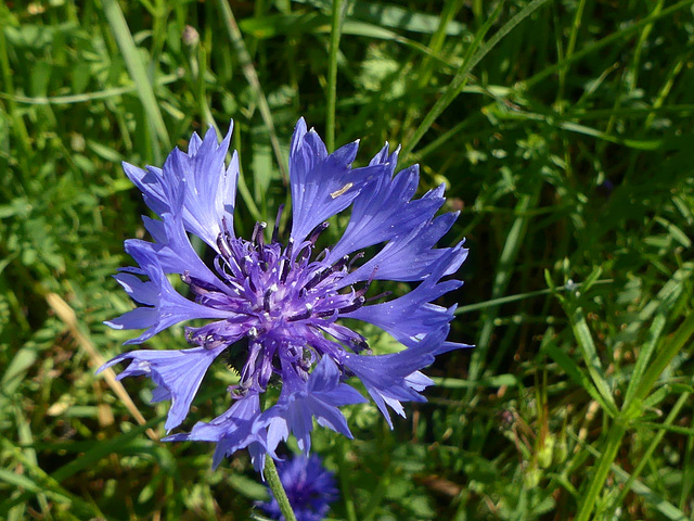 20230606 -08 Lozère tritons (98)