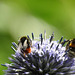 20230716 2200CP~V [D~LIP] Kugeldistel, Steinhummel (Bombus lapidarius), Dunkle  Erdhummel (Bombus terrestris), Gelbbindige Furchenbiene (Halictus scabiosae),  Bad Salzuflen