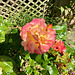 AmberQueeninamberJune25