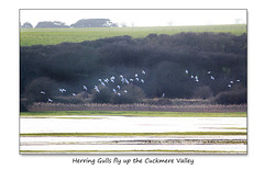 Gulls along Ewe Down - Cuckmere Valley - 27.1.2015