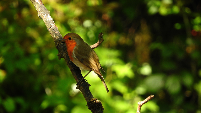 Robin almost in the shade