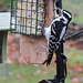 Downy Woodpecker