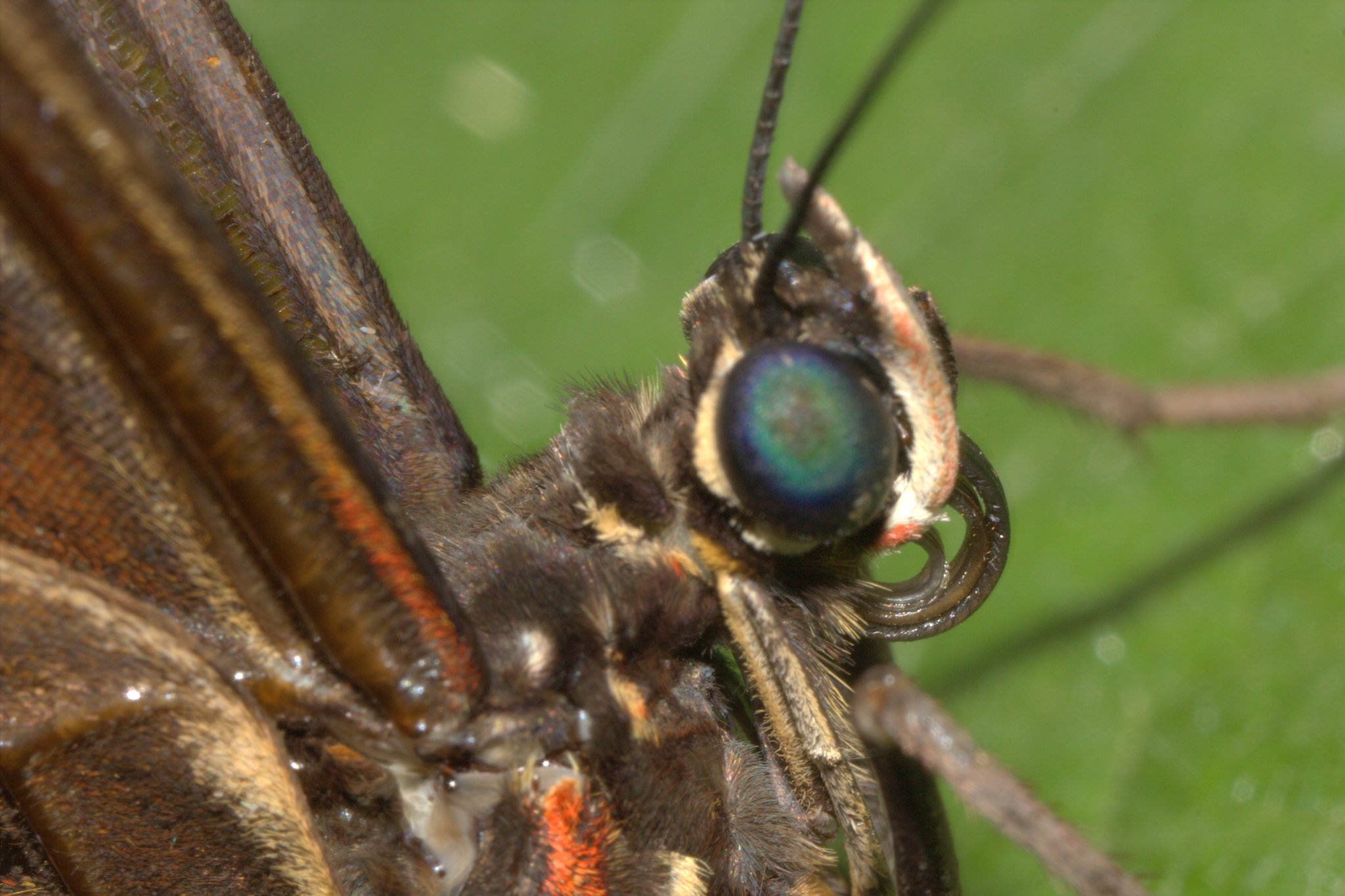 IMG_5686Butterflycloseup