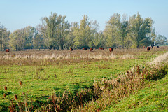 Rode Geuzen in de wei