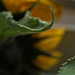 Sunflower 1