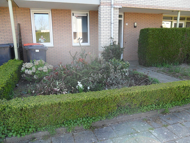 ik heb de tuin gesnoeid