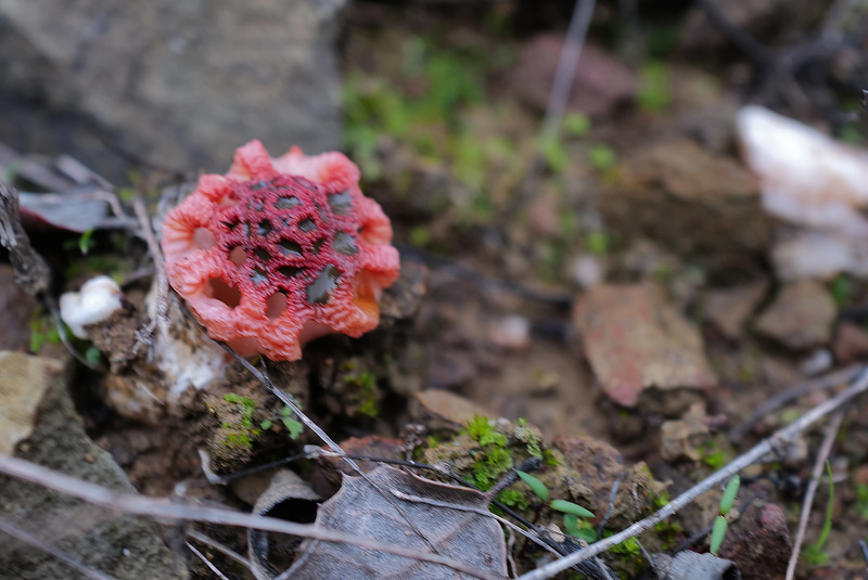 Clathrus cancellatus, Penedos