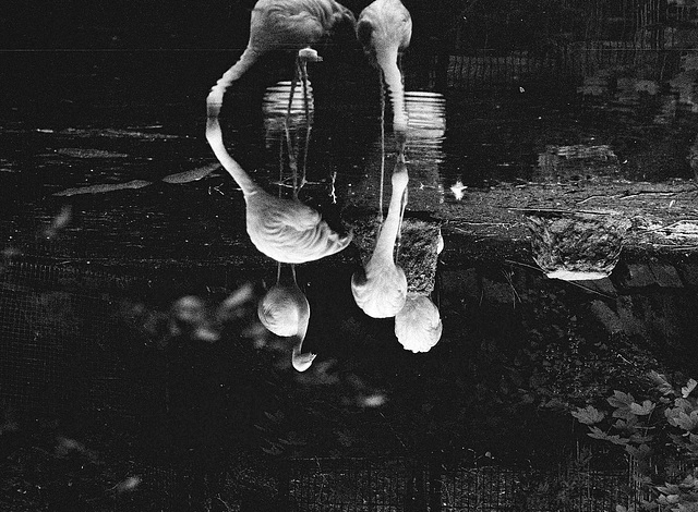 Tiergarten Straubing, Film