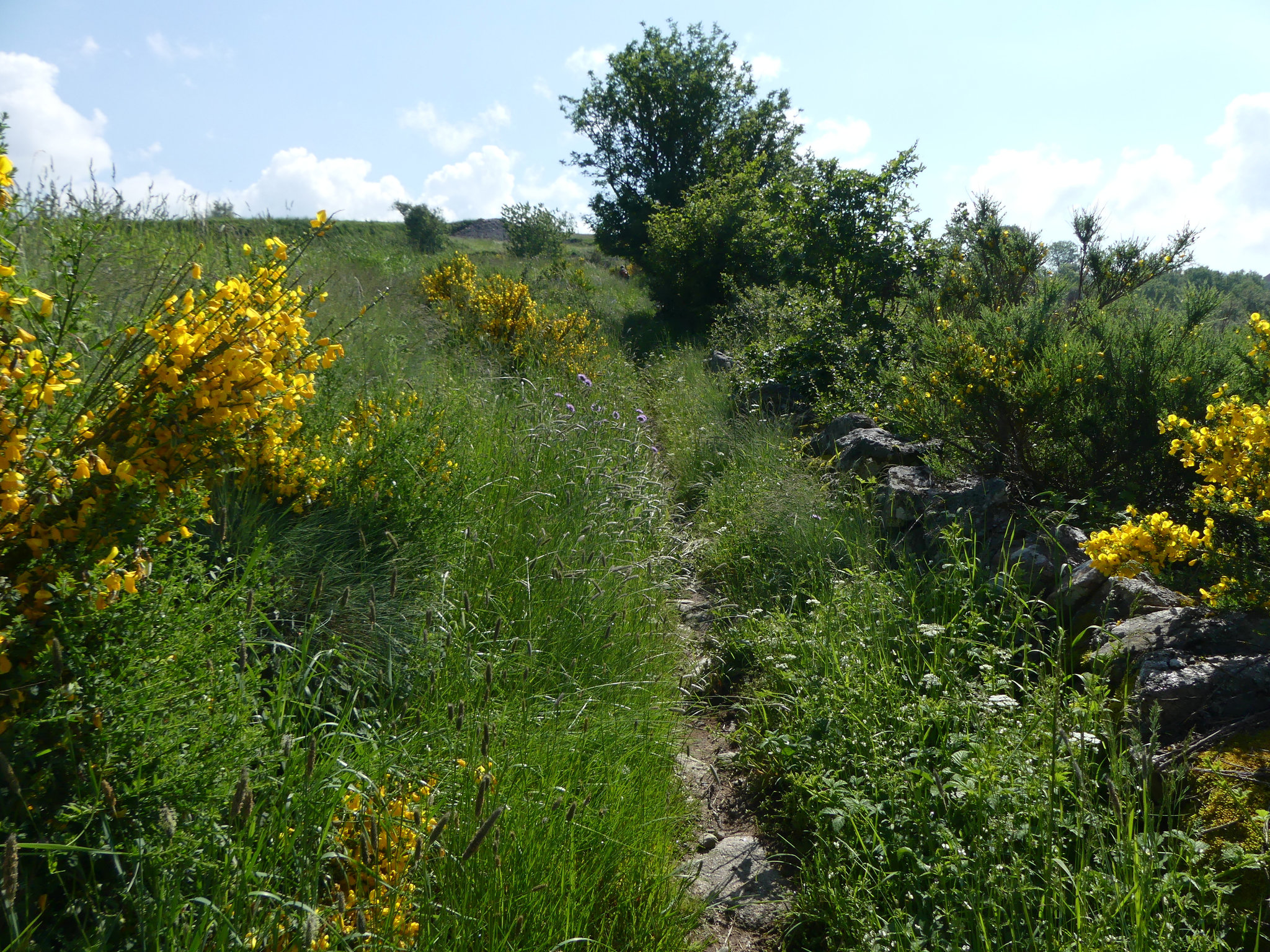 20230606 -08 Lozère tritons (102)