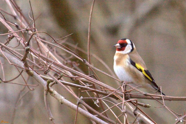 Chardonneret élégant