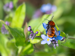 Tawny Mining Bee