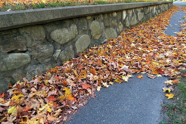 Stone Wall & Leaves