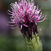 Allium giganteum