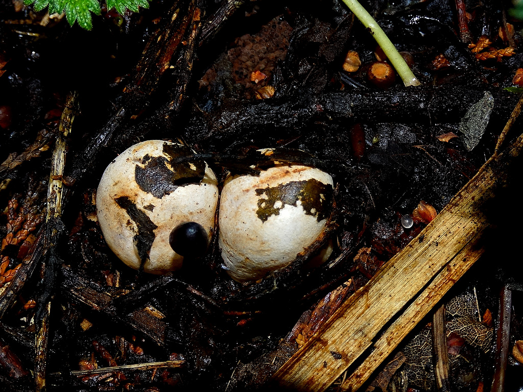 Eggs