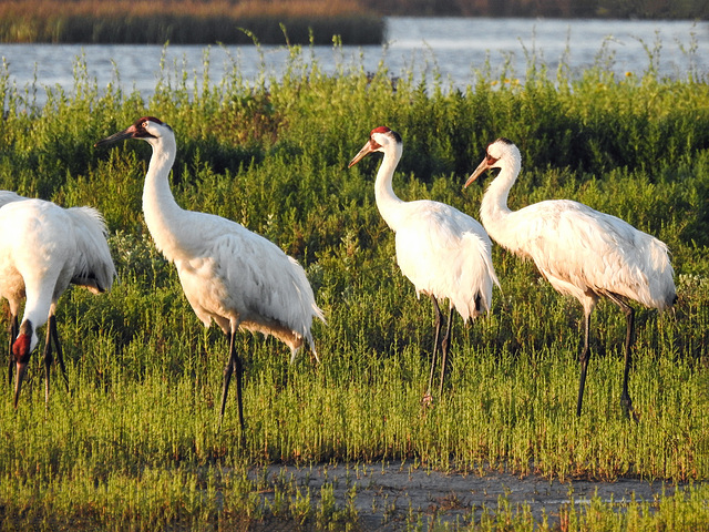 Day 3, Whooping Cranes / Grus americana, Aransas, Texas