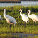 Day 3, Whooping Cranes / Grus americana, Aransas, Texas