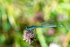 Blue Featherleg-DSD2397