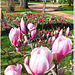 Among the first to bloom from February: Magnolia.