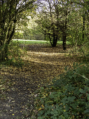 A walk in the woodland