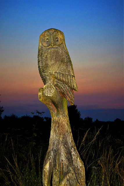 Wise Owl waiting for the moon to rise!