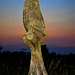 Wise Owl waiting for the moon to rise!