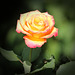 rose