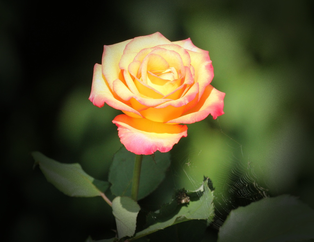 rose