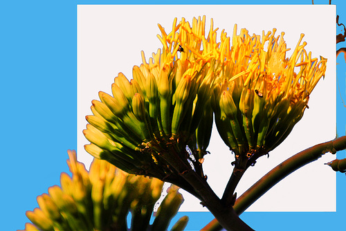 Fleur d'Agave.