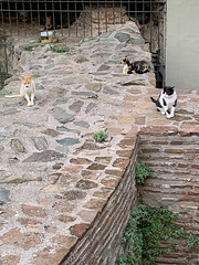 Cats of Thessaloniki 3