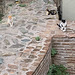 Cats of Thessaloniki 3