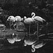 Tiergarten Straubing, Film