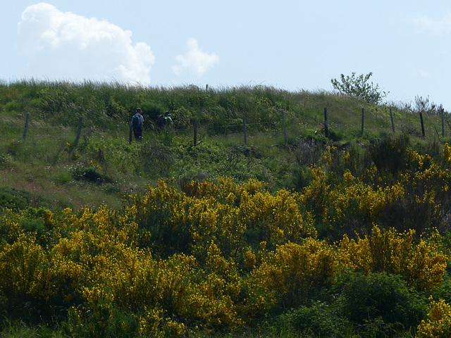 20230606 -08 Lozère tritons (105)