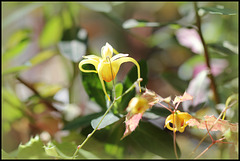 Epimedium 'Amber Queen'