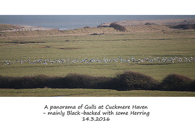 Gull panorama Cuckmere Haven closer view - 14.3.2016