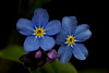 Forget-me-not..