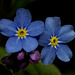 Forget-me-not..