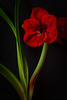 Amaryllis