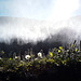 Dettifoss waterfall, Iceland L1004338