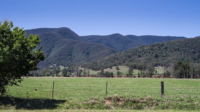 Mudmelong