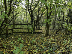 Tongham Woodland fence for HFF