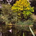 Orphaned cygnets ar Burgie Arboretum
